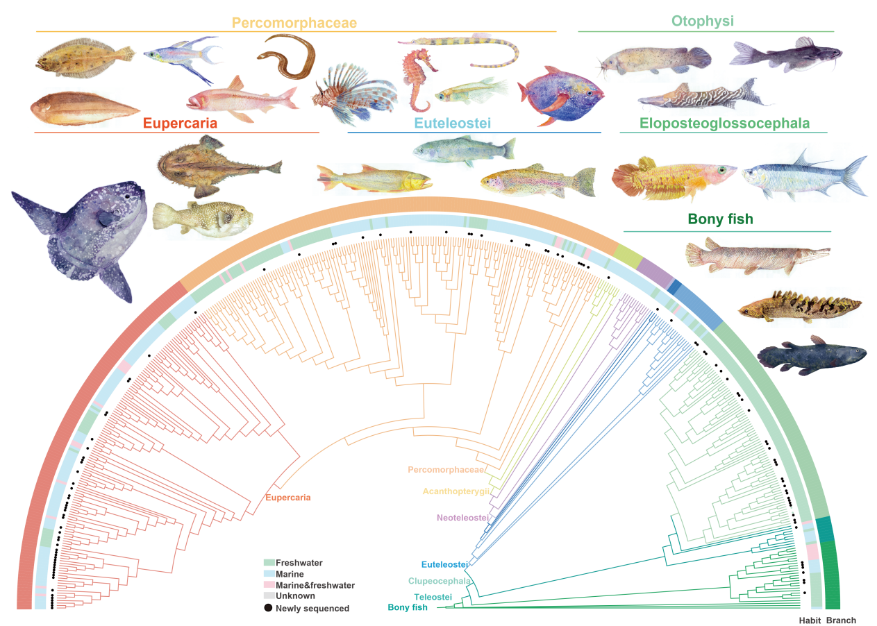 水生所牽頭發布“萬種魚類基因組計劃(FISH10K)”首期成果覆蓋世界真骨魚類目級分類單元